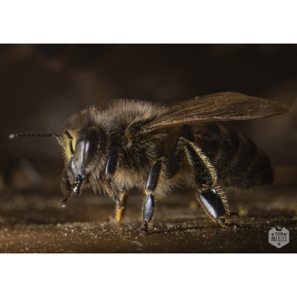 Tableau lumineux LED - La belle abeille