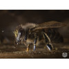 Tableau lumineux LED - La belle abeille